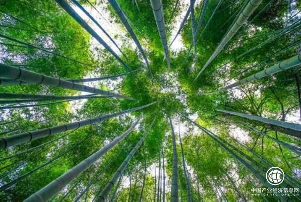 广东省仁化县长江镇荣获“中国毛竹之乡”称号