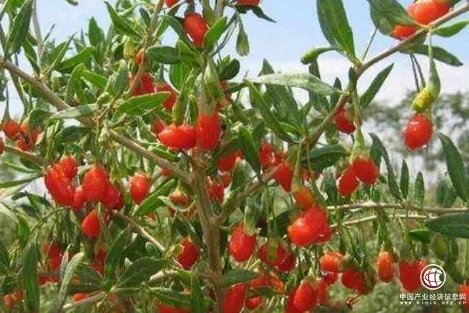 青海枸杞产业面临三大发展难题