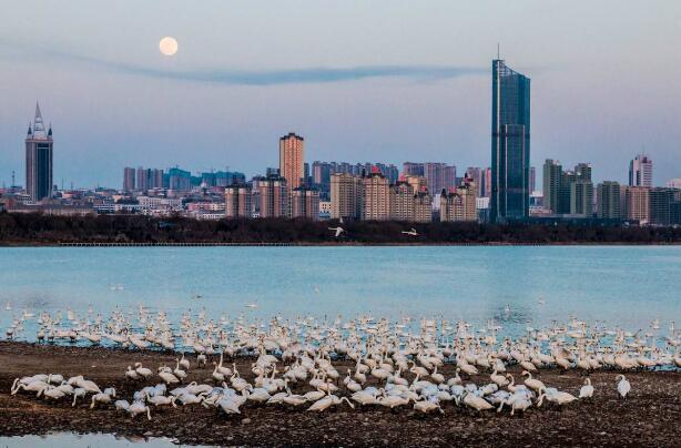 河南三门峡：“天鹅之城”的黄金产量连续35年全国第二