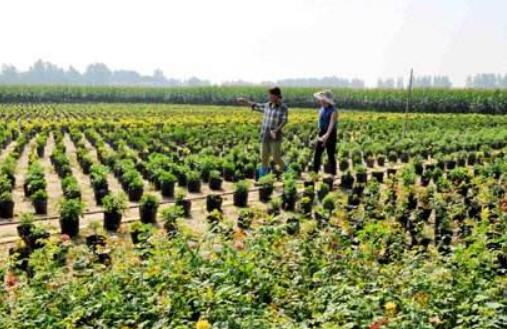 河南睢县：脱贫产业兴 村民致富忙