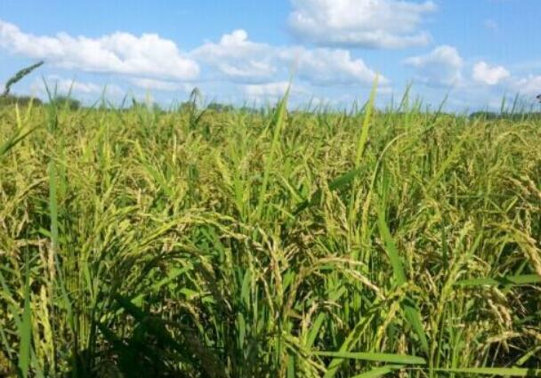 内蒙古兴安盟全力创建中国草原生态稻米之都