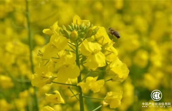 四川眉山东坡区被授予“中国蜂蜜之乡”称号
