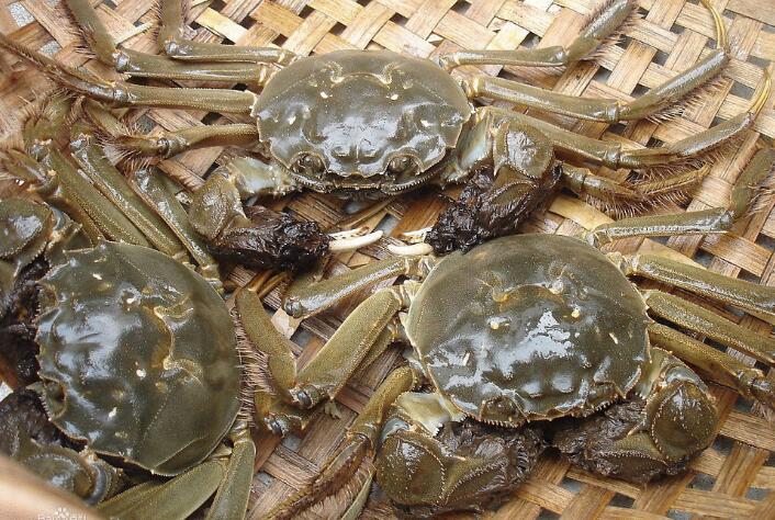 “农产品公共品牌保护”呼唤机制保障