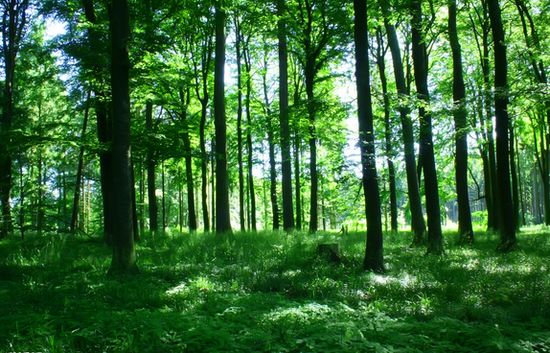 人均100棵树！中国成为全球增绿最多最快国家