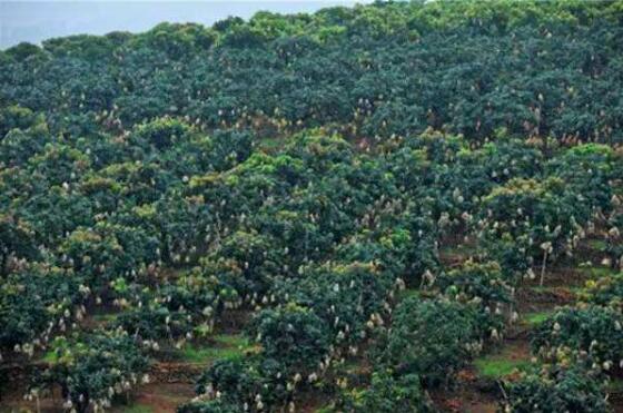 农业经济发展稳中向好的广西答卷