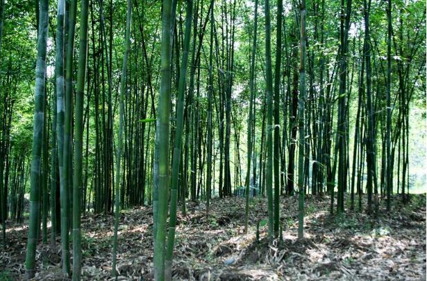 四川绘就竹产业高质量发展蓝图