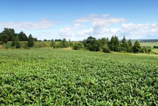 黑龙江扛稳粮食安全“大豆担当”