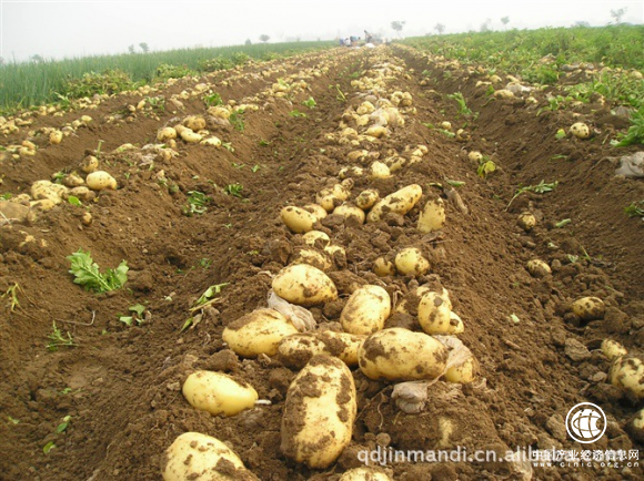 粮食普涨！你还在让劣质肥掏空自己的钱包吗？
