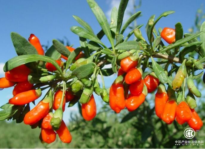 青海柴达木枸杞占有机枸杞出口90%份额