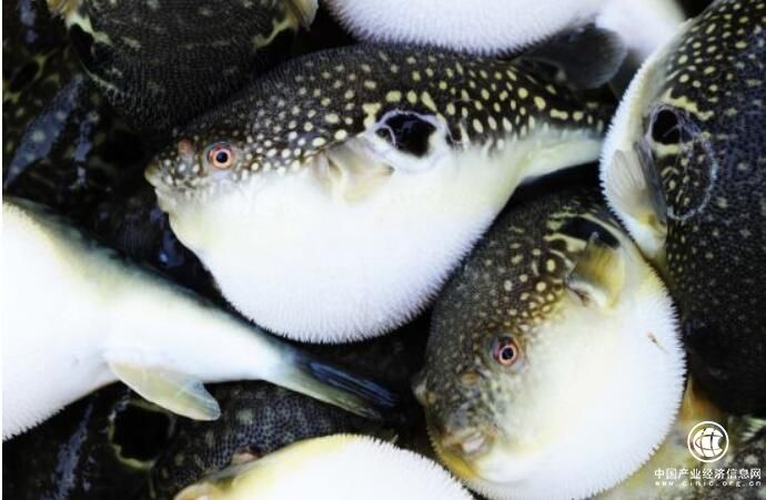 河北唐山曹妃甸区被授予“中国河豚鱼之乡”称号