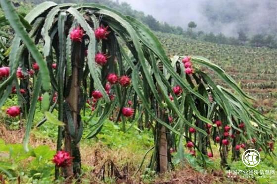 新疆群众沙漠边上种火龙果迎丰收