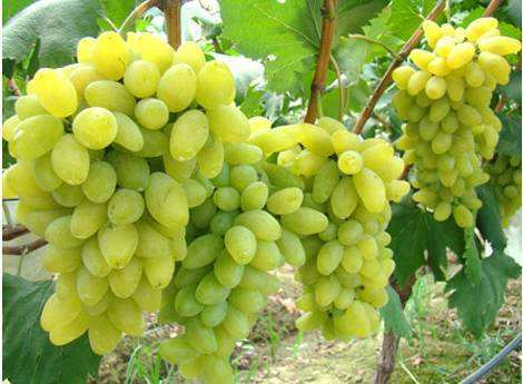 新疆葡萄丰收季 合作社助农采收销全国