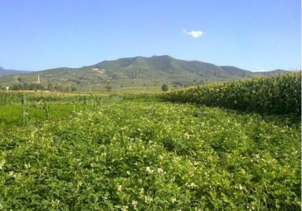 政府扶持 中药材产业成脱贫“利器”