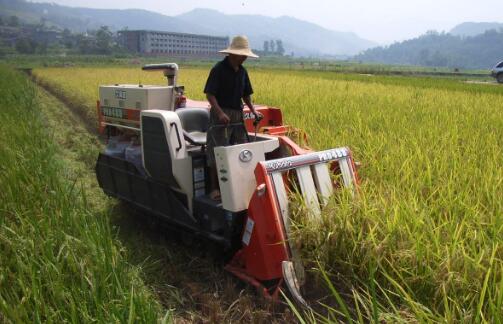 湖北水稻机收率达98.8%