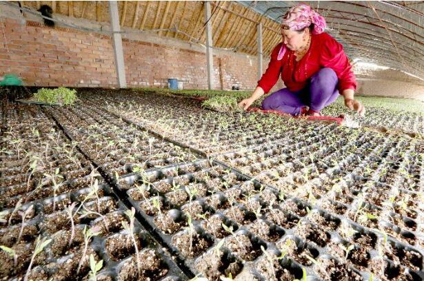 2018年新疆53.7万人实现稳定脱贫