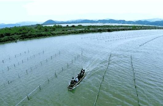山东乳山促进牡蛎产业品牌化发展