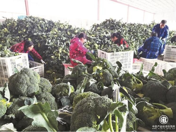 浙江临海：“中国西蓝花之乡”如何突围？