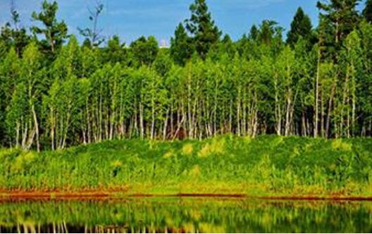 发改委安排中央预算内投资专项资金2.1亿元 支持重点林区经济转型