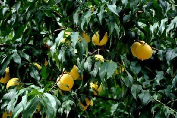 湖南炎陵发展绿色产业 打赢脱贫攻坚战