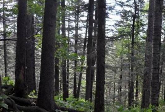 内蒙古大兴安岭林区20年新增林地138万公顷