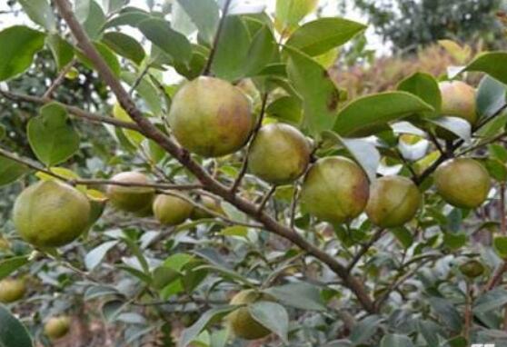 广西柳州以工业化理念发展现代农业巩固脱贫成果