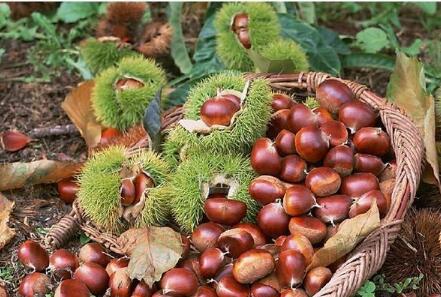 河北迁西板栗成为农民增收致富“金果”