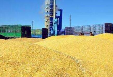 甘肃省粮改饲工作取得突破性进展