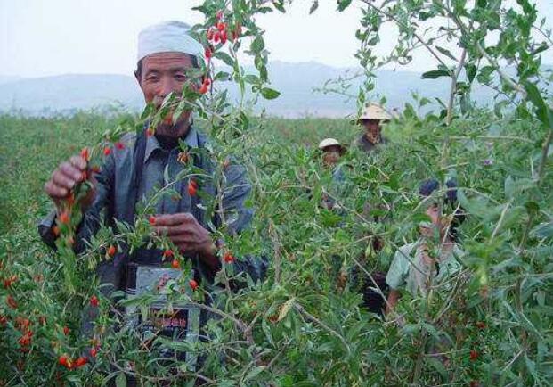 宁夏多措并举推动脱贫人口就业增收 今年务工规模稳定在27万人以上