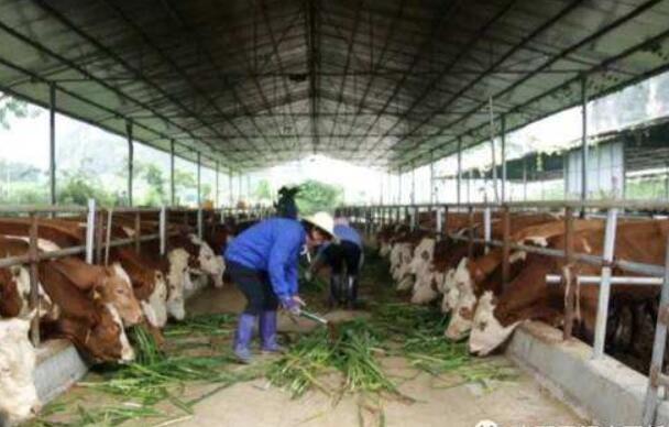 广西出台系列政策助力极度贫困地区脱贫攻坚