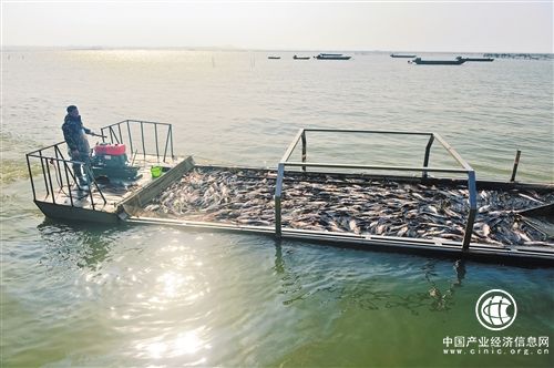 《关于加快推进水产养殖业绿色发展的若干意见》出台