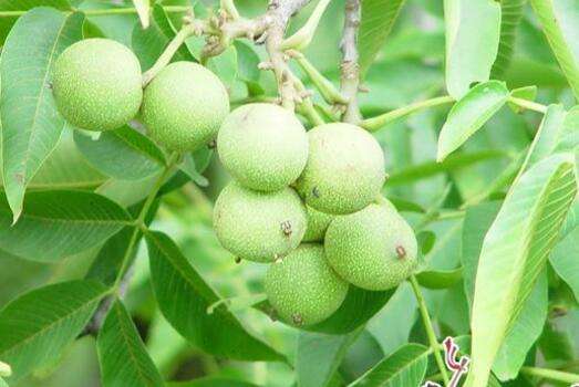 云南省会泽县把核桃做成山区致富大产业