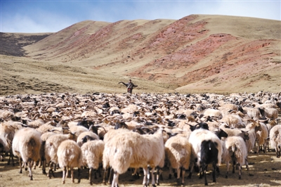 特色产业“种出”脱贫希望