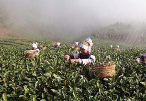 云南广南：“村集体+N”加出扶贫新成效