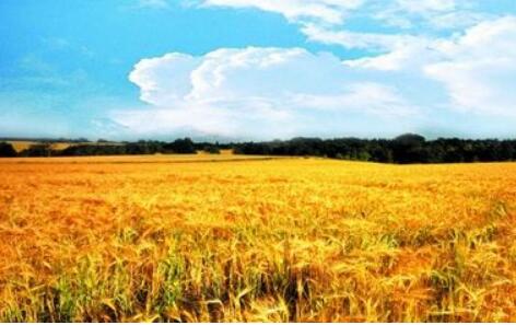 旱涝无常，全球农产品供给迎大考