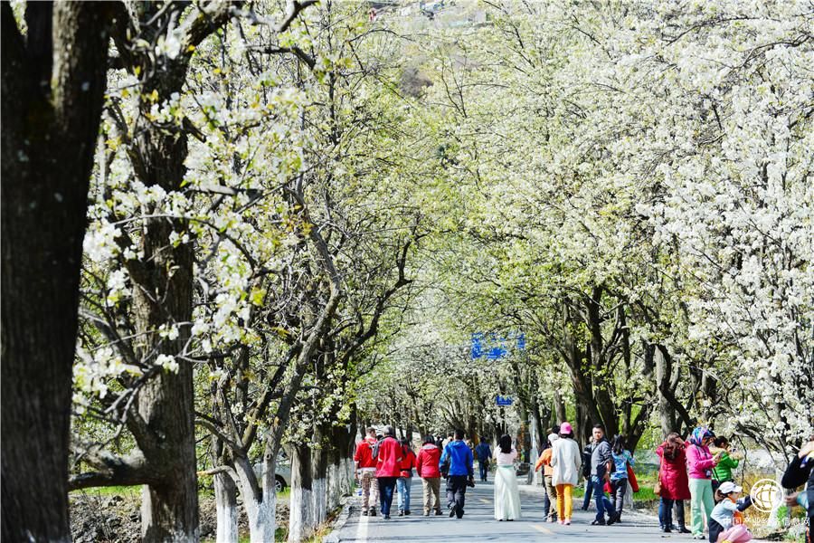 三月金川：绵延百里的古树梨花将翩翩绽放
