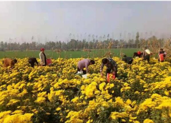 特色农业“金钥匙” 打开乡村振兴“富民门”