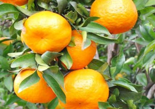 广西靖西：用特色产业激发乡村经济活力