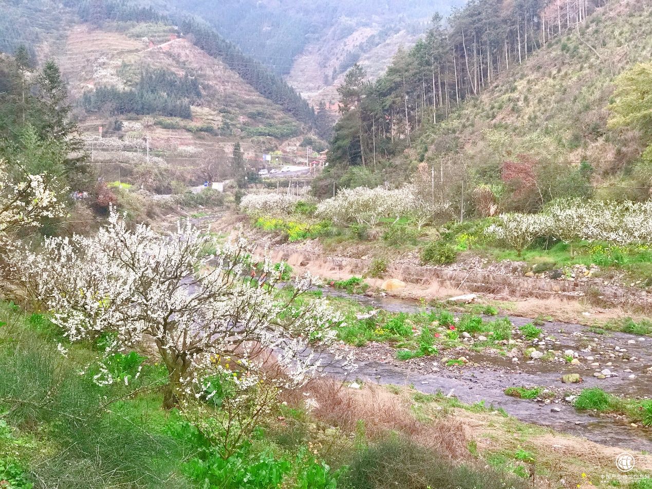 醉美3月 顺丰大当家邀你赴水果原产地邂逅春光