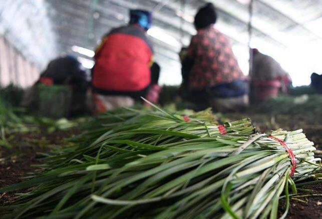 黑龙江宁安：韭菜“打捆”卖，农户抱团干