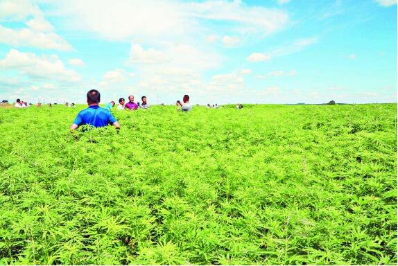 黑龙江省孙吴县：调结构种汉麻闯出脱贫新路