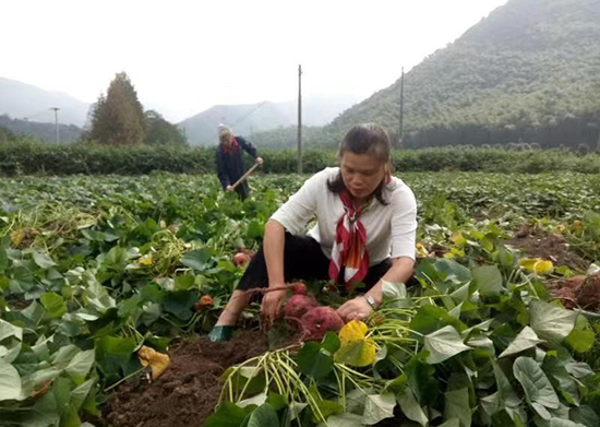 代表委员畅谈乡村全面振兴：擘画幸福新蓝图 谱写小康新乐章