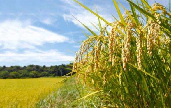 黑龙江：“一碗大米”的“供给侧之变”