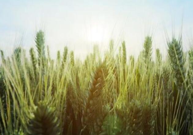 加快草种业发展亟待破解多道难题