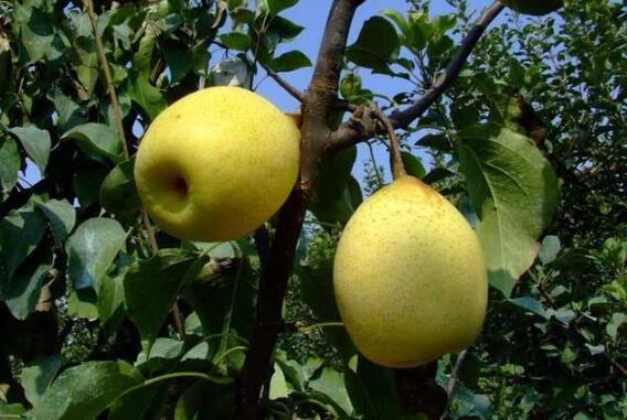 河南：以花为媒多元化发展 鲁山“土特产”蹚出富农新路子