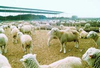 内蒙古临河：绿色优质畜产品养成记