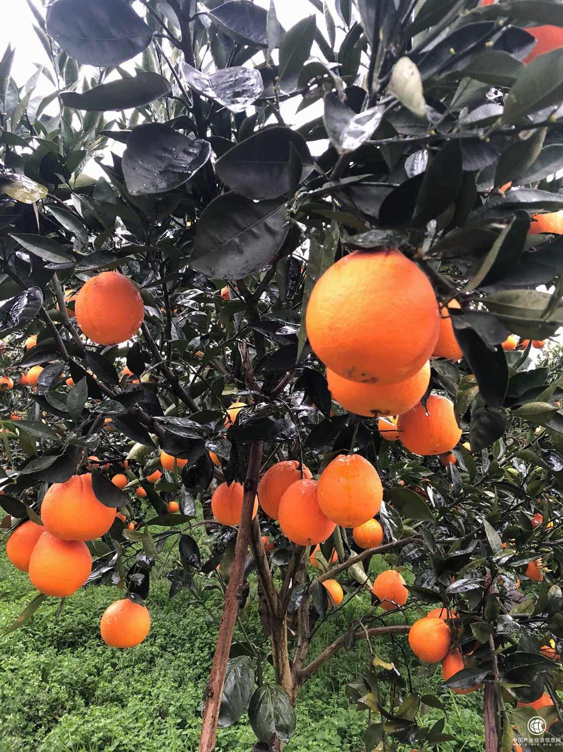 长江三峡独特的地貌，让秭归种出可以过冬的脐橙。