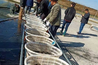 清洋湖:扩大生产规模 增加养殖面积 再添新助力