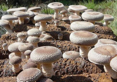 河南西峡：香菇产业扶贫经济社会效益“双丰收”