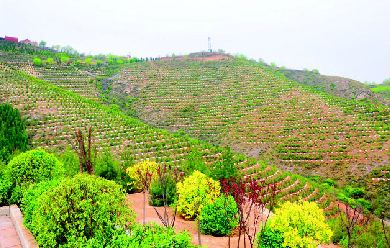 山西吕梁：全面打响生态脱贫攻坚战