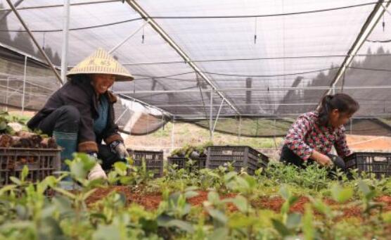 “中国油茶之乡”贵州玉屏自治县油茶育苗忙